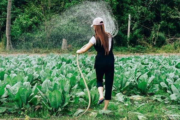 Garden-Watering Essentials